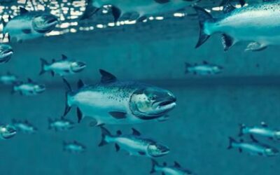 Aquaculture – Insurance & Stock Mortality