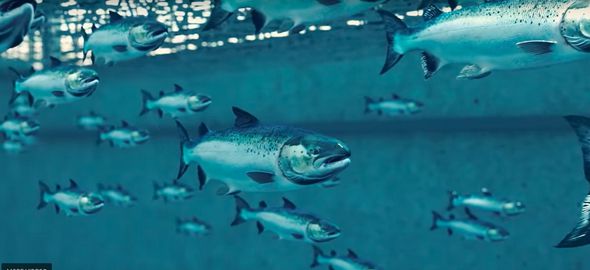 Aquaculture – Insurance & Stock Mortality