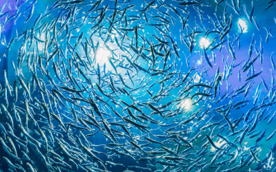 Aquaculture Insurance: Navigating Risk in a Specialist Industry