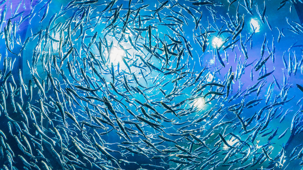 fish swimming - aquaculture specialist insurance